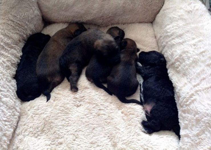 Illustration de l'article : Une jeune femme parcourt des milliers de km pour retrouver la chienne qui l'a sauvée