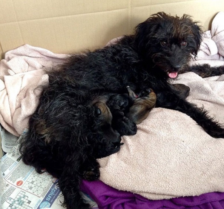 Illustration de l'article : Une jeune femme parcourt des milliers de km pour retrouver la chienne qui l'a sauvée