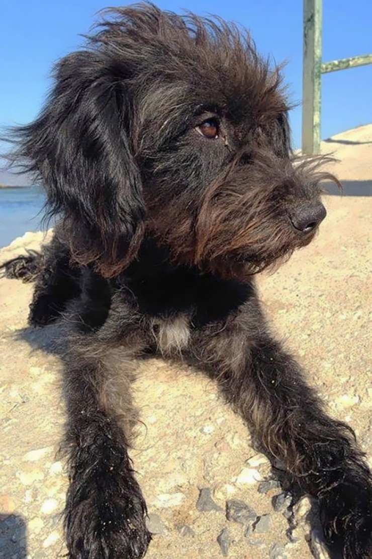 Illustration de l'article : Une jeune femme parcourt des milliers de km pour retrouver la chienne qui l'a sauvée