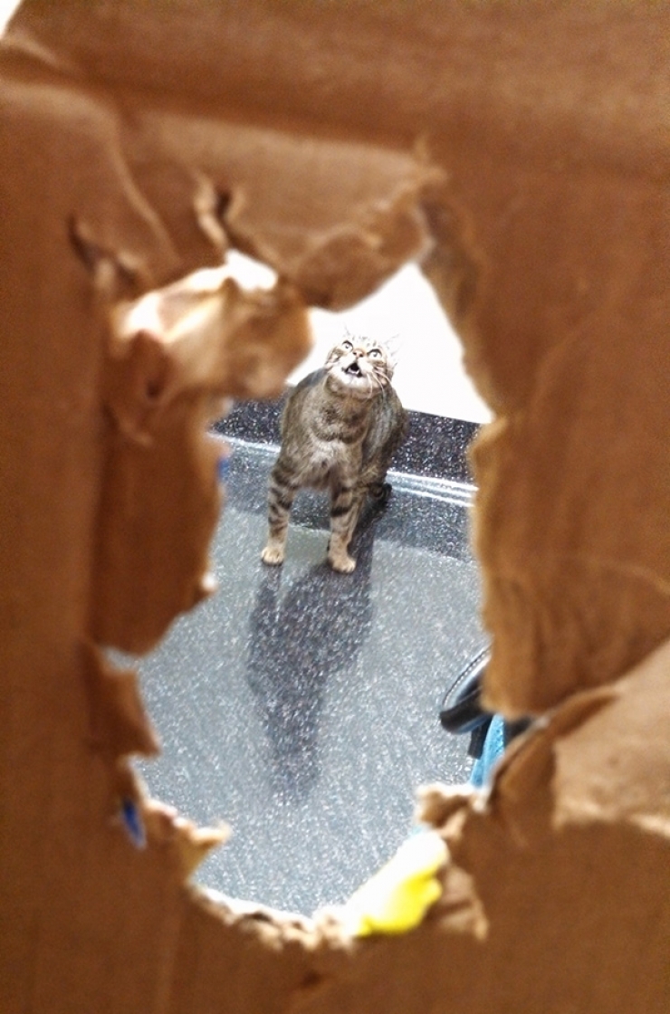 Illustration de l'article : Des photos hilarantes de chats pris au pi&egrave;ge chez le v&eacute;t&eacute;rinaire