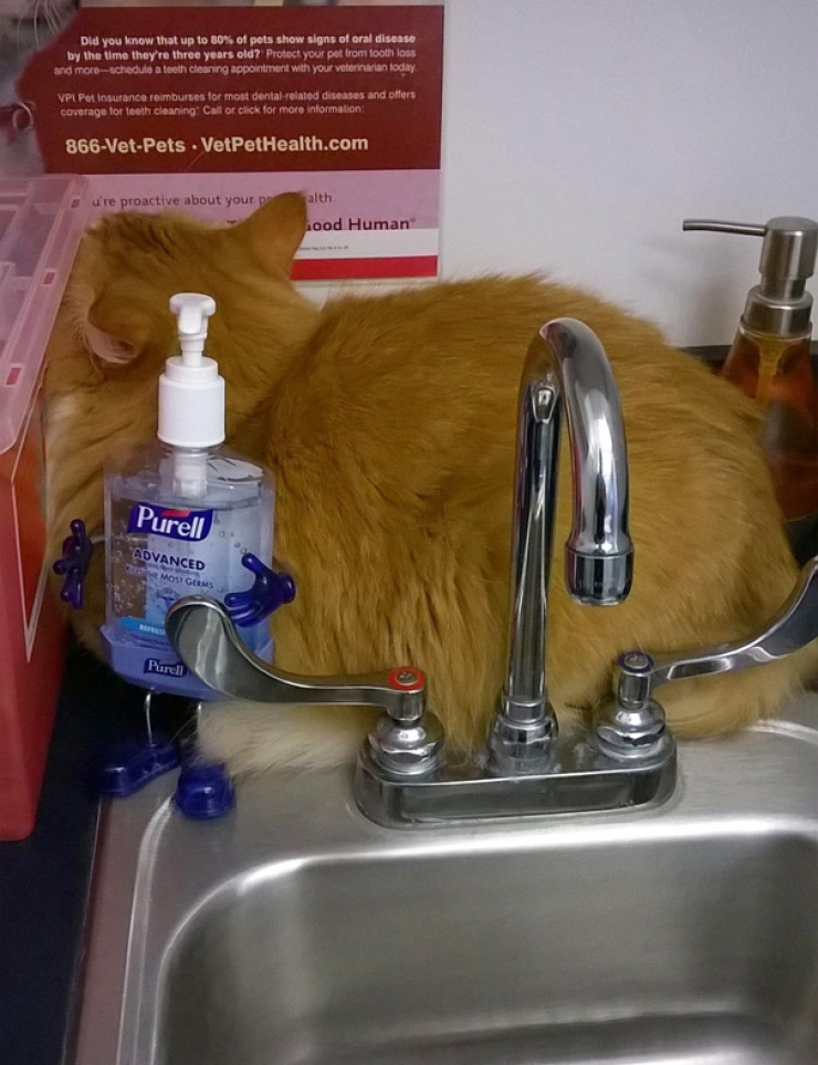 Illustration de l'article : Des photos hilarantes de chats pris au pi&egrave;ge chez le v&eacute;t&eacute;rinaire