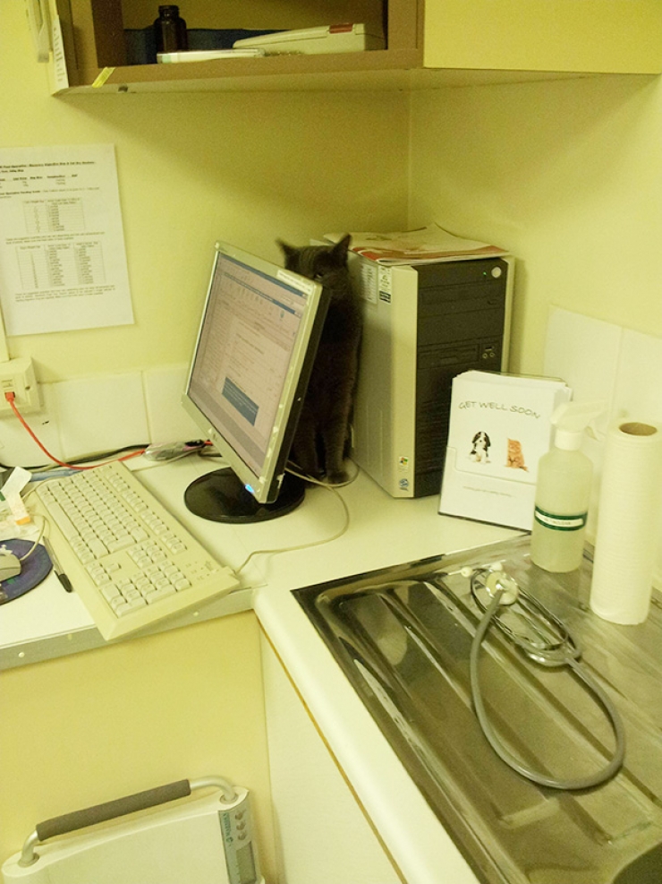 Illustration de l'article : Des photos hilarantes de chats pris au pi&egrave;ge chez le v&eacute;t&eacute;rinaire