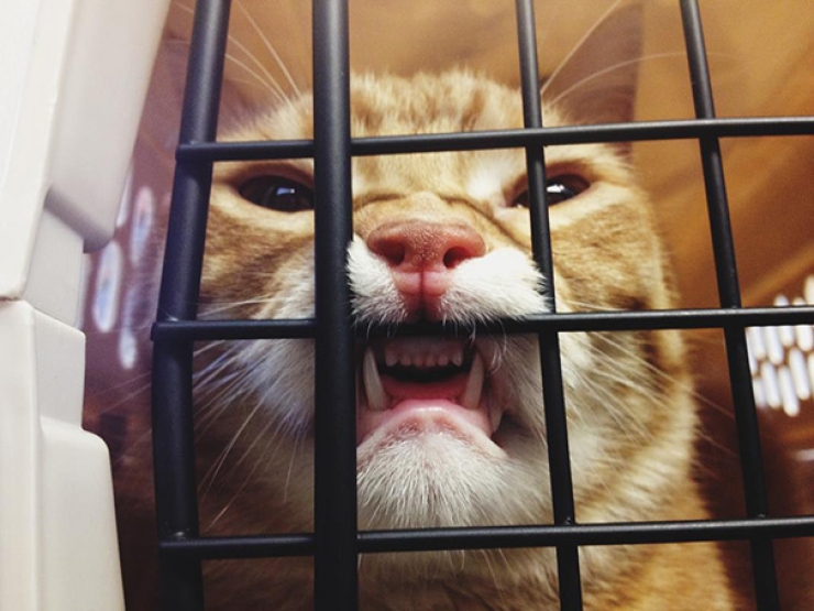 Illustration de l'article : Des photos hilarantes de chats pris au pi&egrave;ge chez le v&eacute;t&eacute;rinaire