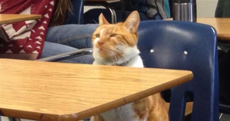 Illustration de l'article : Voici Bubba, le chat élève modèle