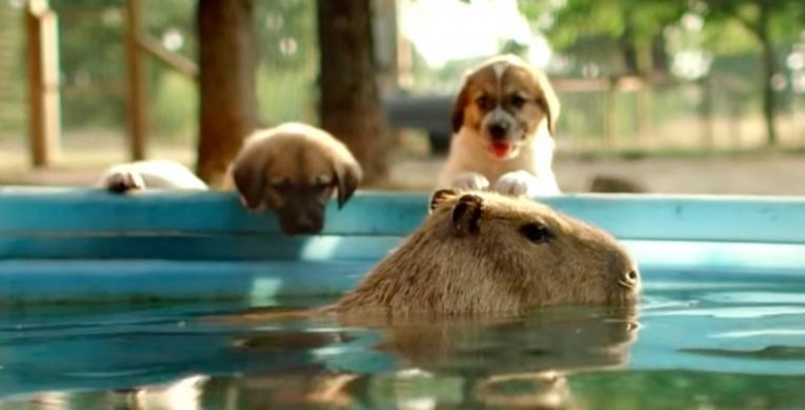 Illustration de l'article : Les chiots orphelins de ce refuge peuvent compter sur une maman adoptive assez spéciale