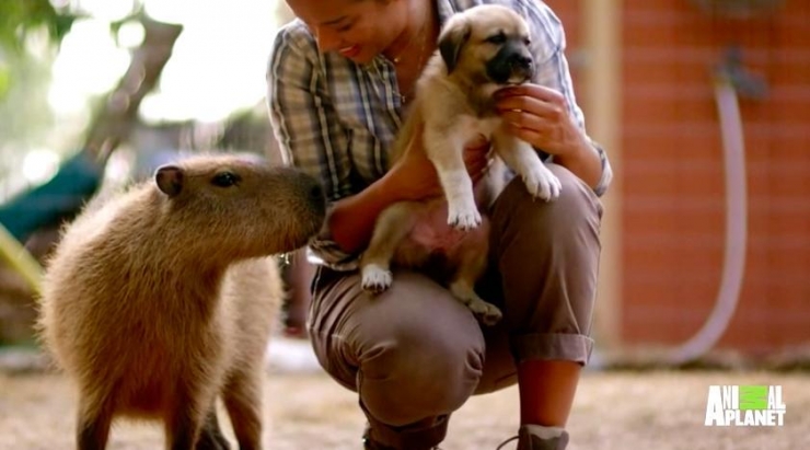 Illustration de l'article : Les chiots orphelins de ce refuge peuvent compter sur une maman adoptive assez spéciale