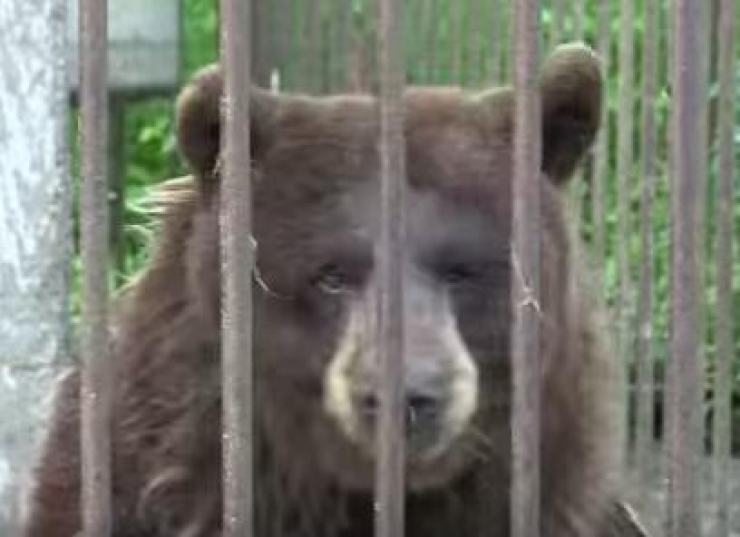 Illustration de l'article : Apr&egrave;s avoir trop longtemps &eacute;t&eacute; priv&eacute;s de libert&eacute;, ces ours vivent enfin la vie qu'ils devraient mener