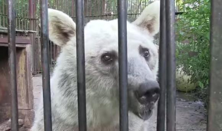Illustration de l'article : Apr&egrave;s avoir trop longtemps &eacute;t&eacute; priv&eacute;s de libert&eacute;, ces ours vivent enfin la vie qu'ils devraient mener