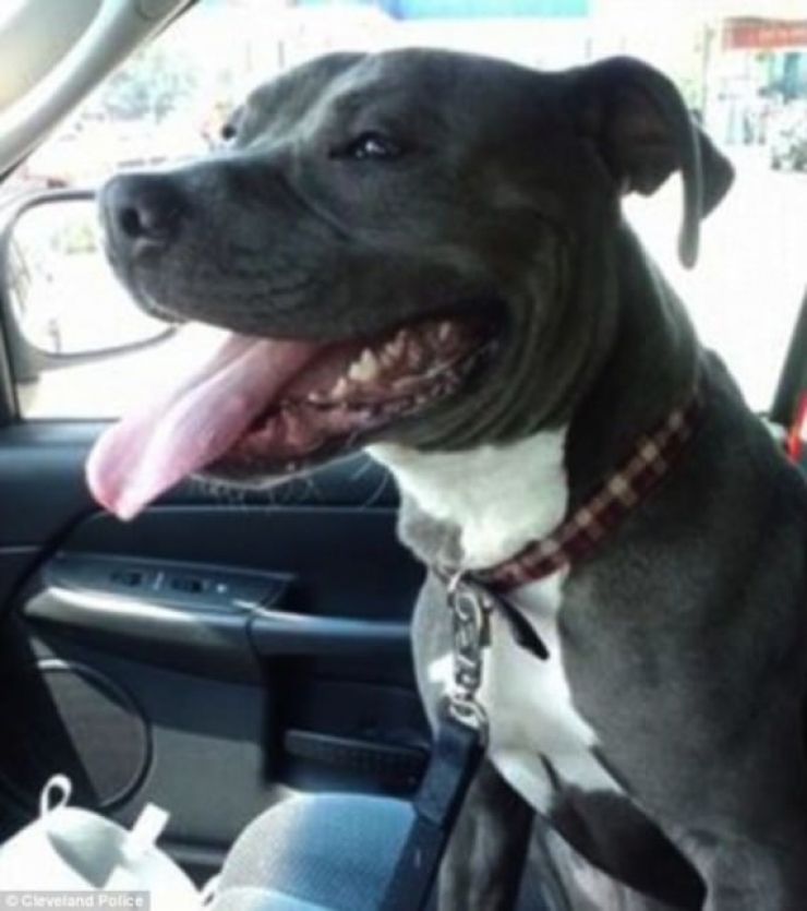 Illustration de l'article : Ce policier aurait pu se contenter de la proc&eacute;dure d'usage face &agrave; un cas de maltraitance d'animal