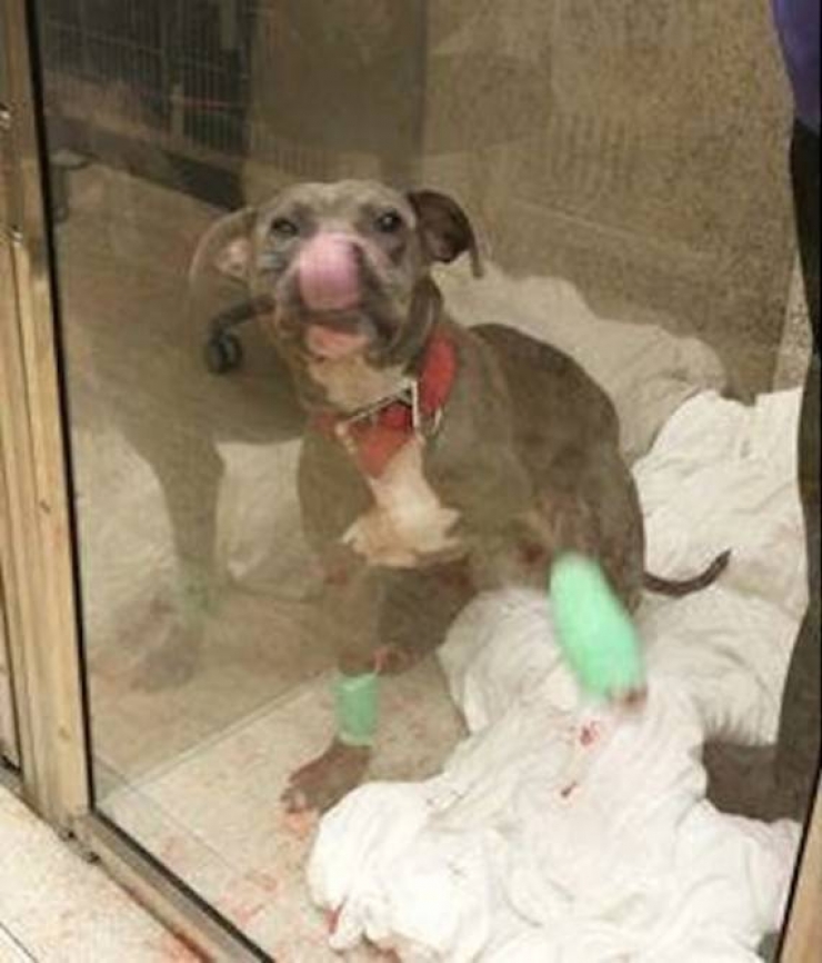 Illustration de l'article : Ce policier aurait pu se contenter de la procédure d'usage face à un cas de maltraitance d'animal