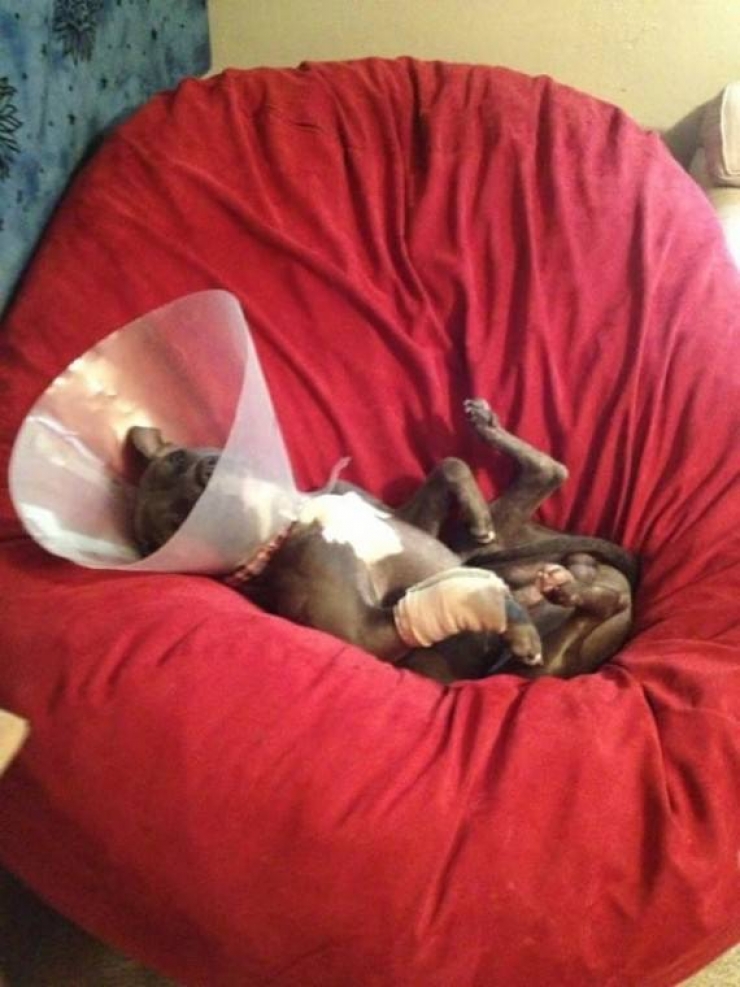 Illustration de l'article : Ce policier aurait pu se contenter de la procédure d'usage face à un cas de maltraitance d'animal