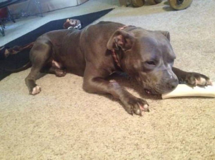 Illustration de l'article : Ce policier aurait pu se contenter de la procédure d'usage face à un cas de maltraitance d'animal