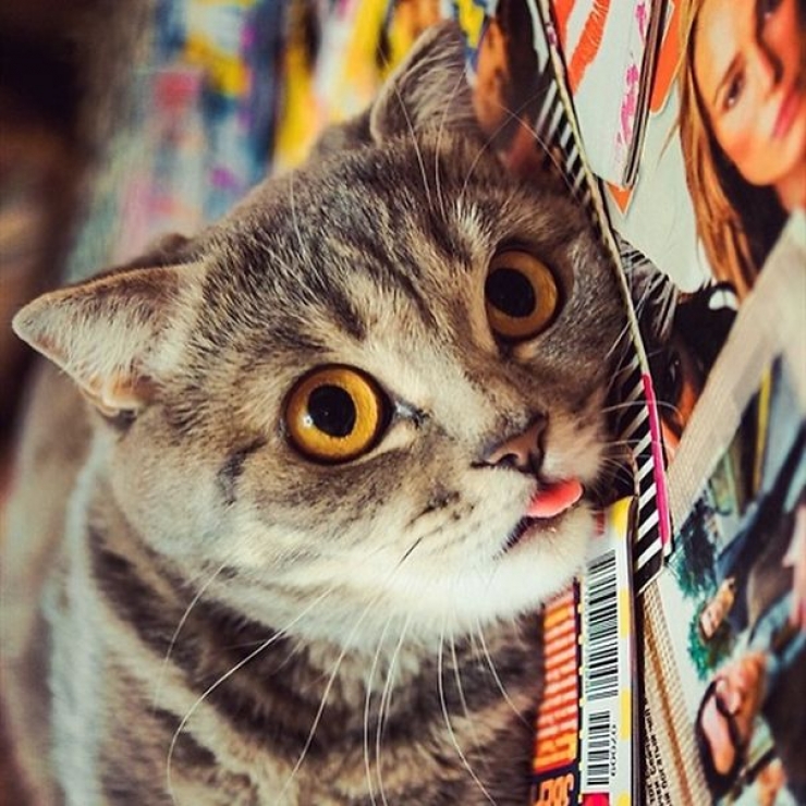 Illustration de l'article : De nouvelles photos de Melissa, la chatte à la langue bien pendue