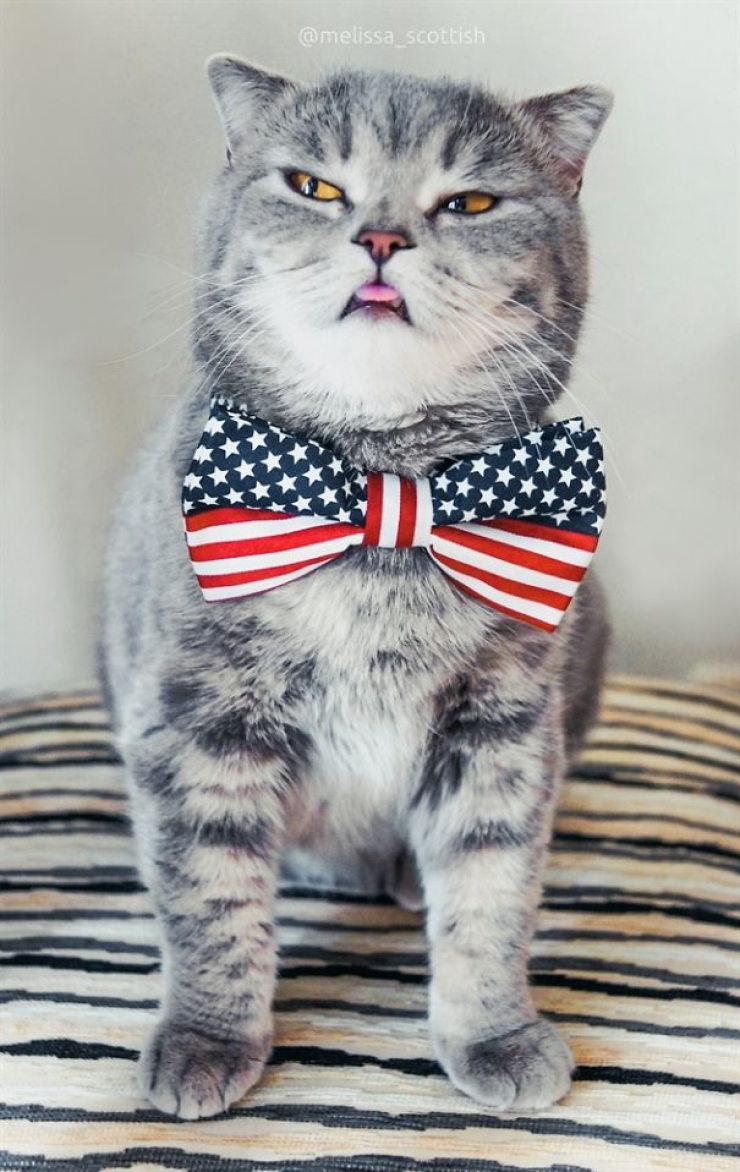 Illustration de l'article : De nouvelles photos de Melissa, la chatte &agrave; la langue bien pendue