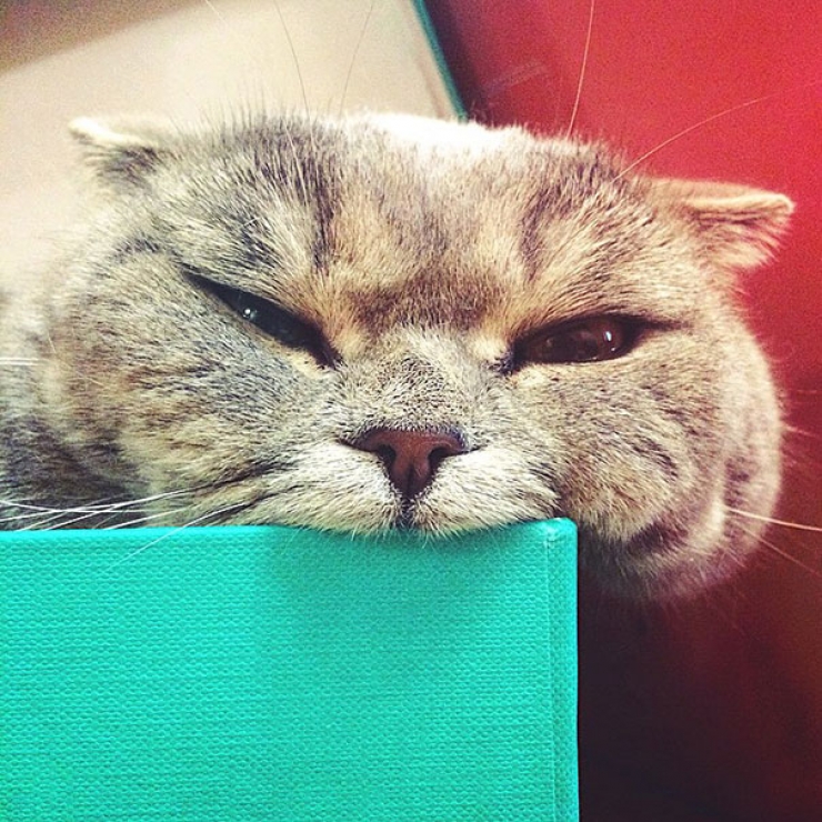 Illustration de l'article : De nouvelles photos de Melissa, la chatte à la langue bien pendue