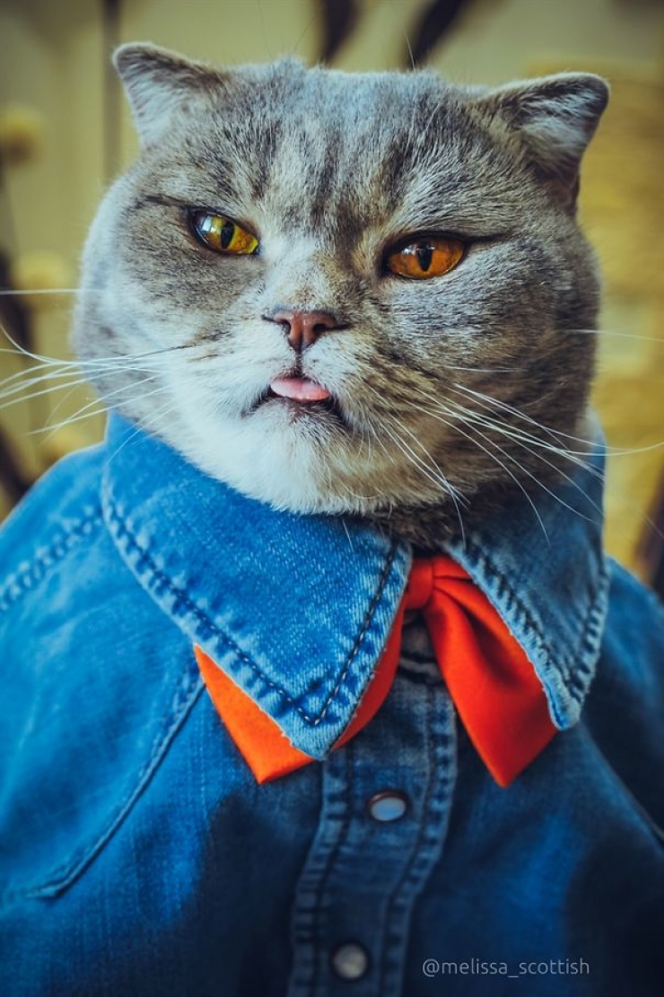 Illustration de l'article : De nouvelles photos de Melissa, la chatte à la langue bien pendue