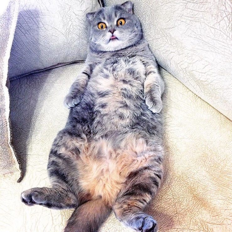 Illustration de l'article : De nouvelles photos de Melissa, la chatte à la langue bien pendue