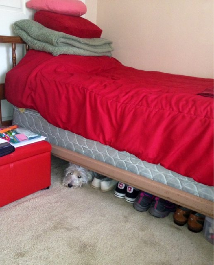 Illustration de l'article : 18 animaux qui se prennent pour tout sauf des animaux...