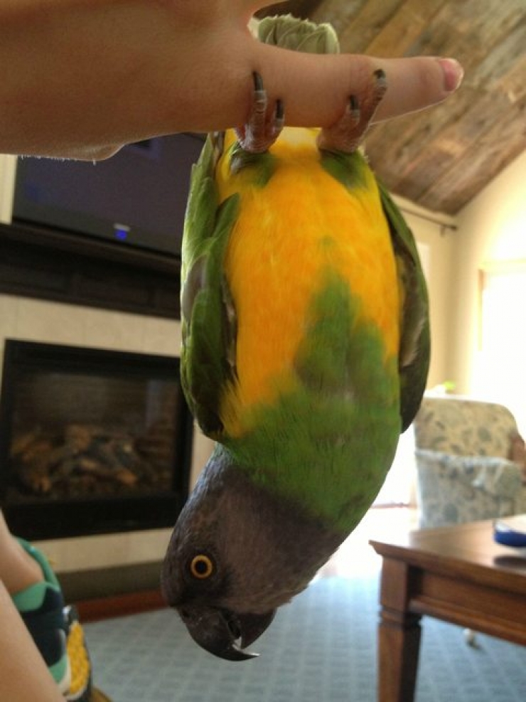 Illustration de l'article : 18 animaux qui se prennent pour tout sauf des animaux...