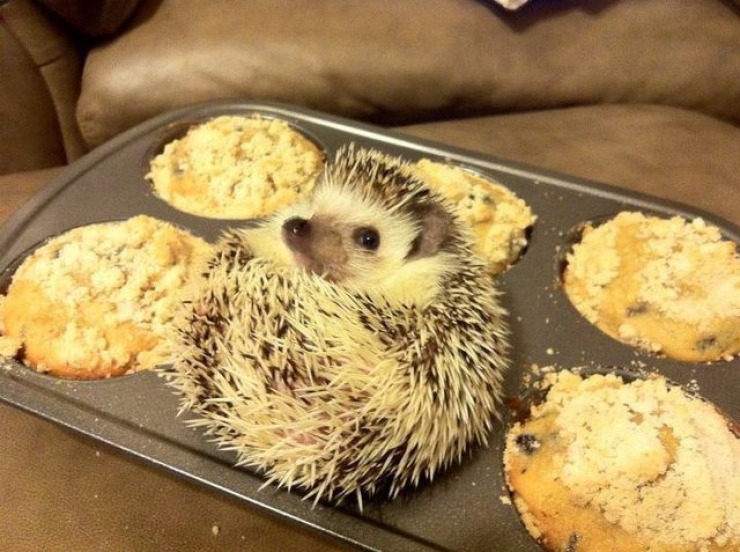 Illustration de l'article : 18 animaux qui se prennent pour tout sauf des animaux...