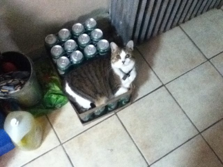 Illustration de l'article : 18 animaux qui se prennent pour tout sauf des animaux...