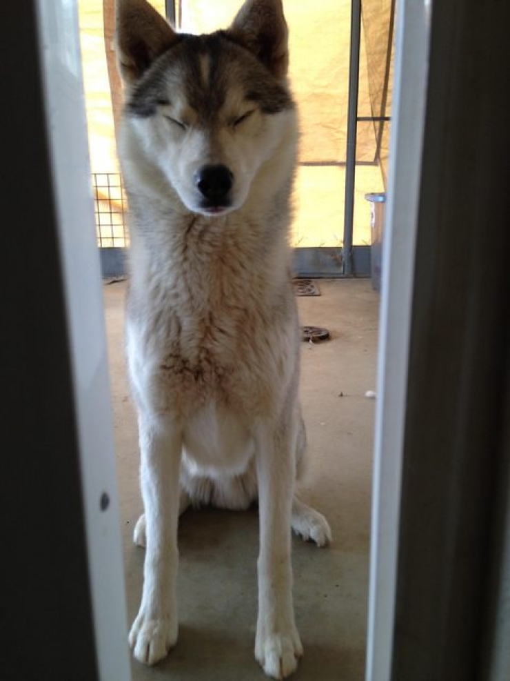 Illustration de l'article : 18 animaux qui se prennent pour tout sauf des animaux...