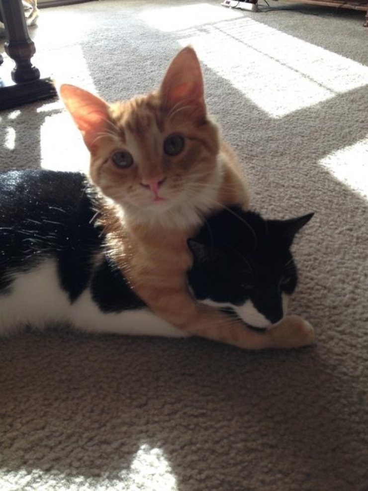 Illustration de l'article : 18 animaux qui se prennent pour tout sauf des animaux...