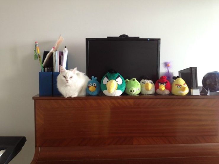 Illustration de l'article : 18 animaux qui se prennent pour tout sauf des animaux...