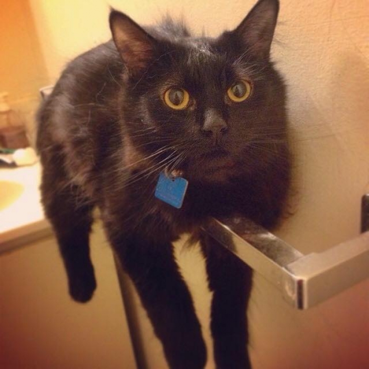 Illustration de l'article : 18 animaux qui se prennent pour tout sauf des animaux...