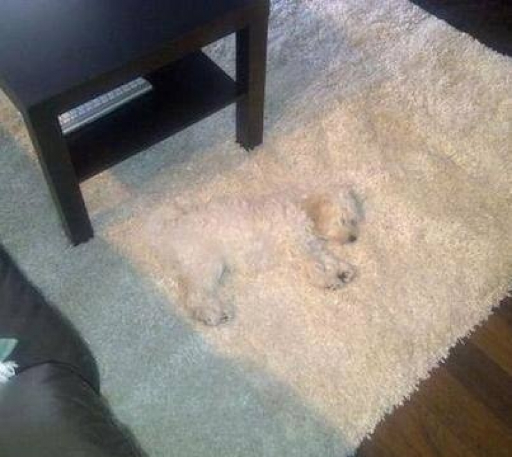 Illustration de l'article : 18 animaux qui se prennent pour tout sauf des animaux...