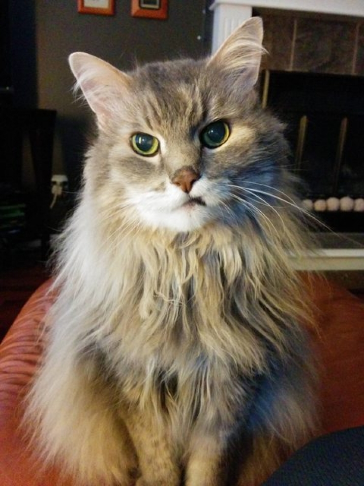 Illustration de l'article : 18 animaux qui se prennent pour tout sauf des animaux...