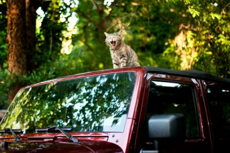 Illustration de l'article : 18 animaux qui se prennent pour tout sauf des animaux...