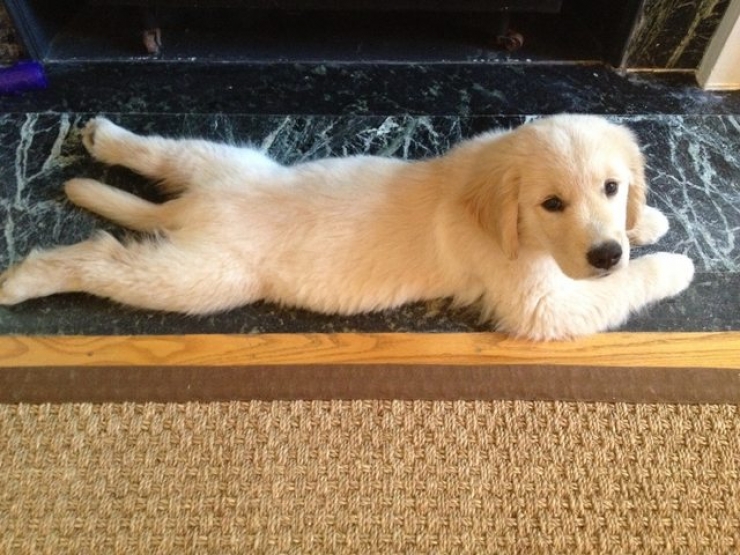 Illustration de l'article : 18 animaux qui se prennent pour tout sauf des animaux...