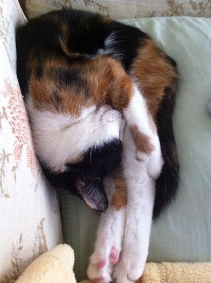 Illustration de l'article : 18 animaux qui se prennent pour tout sauf des animaux...