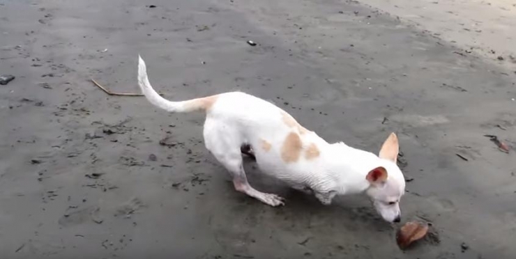 Illustration de l'article : Nimby est n&eacute; sans pattes avant, mais cela ne l'emp&ecirc;che pas de profiter pleinement de la vie