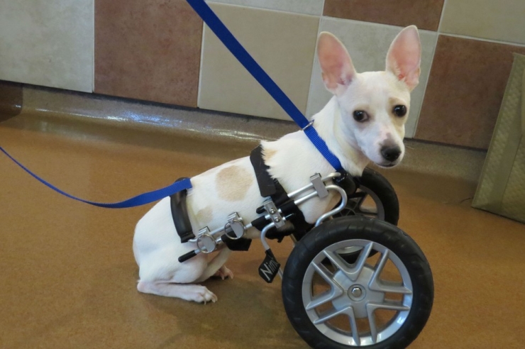 Illustration de l'article : Nimby est né sans pattes avant, mais cela ne l'empêche pas de profiter pleinement de la vie