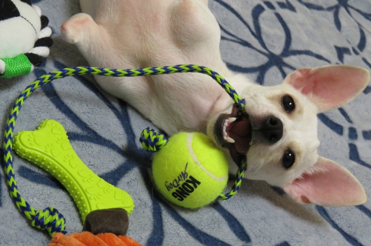 Illustration de l'article : Nimby est né sans pattes avant, mais cela ne l'empêche pas de profiter pleinement de la vie