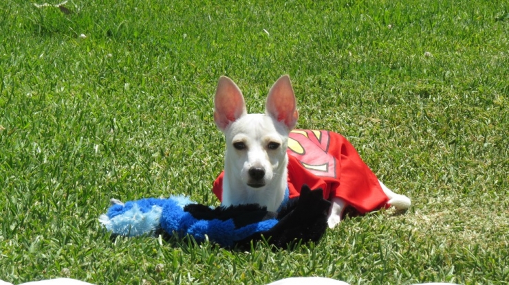 Illustration de l'article : Nimby est né sans pattes avant, mais cela ne l'empêche pas de profiter pleinement de la vie