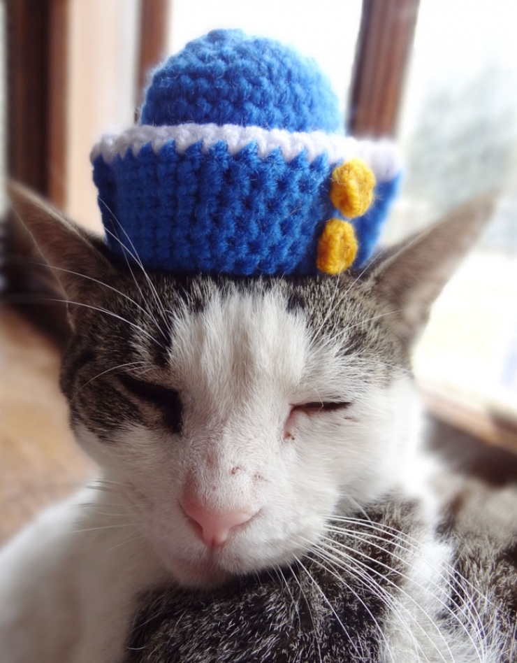 Животные шляпа. Кот в шапке. Вязаная шапка кошка. Вязаные шапочки для кошек. Шапка 'кошка'.