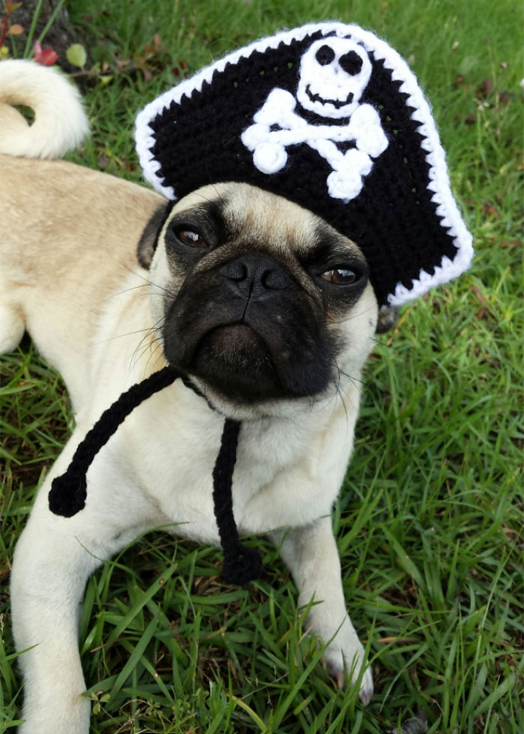 Illustration de l'article : Elle tricote de sympathiques bonnets de laine pour animaux de compagnie (15 photos)