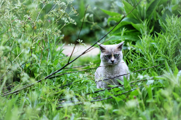 Illustration de l'article : Les yeux dans les yeux : 12 photos de face-&agrave;-face avec les animaux par Signefotar