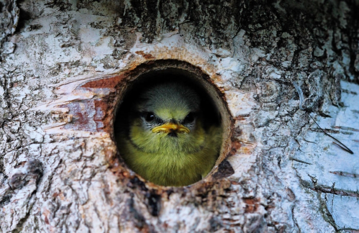 Illustration de l'article : Les yeux dans les yeux : 12 photos de face-&agrave;-face avec les animaux par Signefotar
