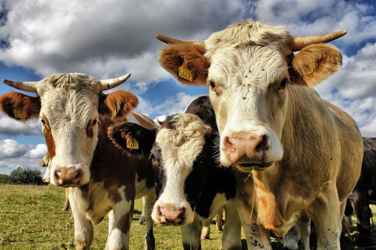Illustration de l'article : Les yeux dans les yeux : 12 photos de face-&agrave;-face avec les animaux par Signefotar