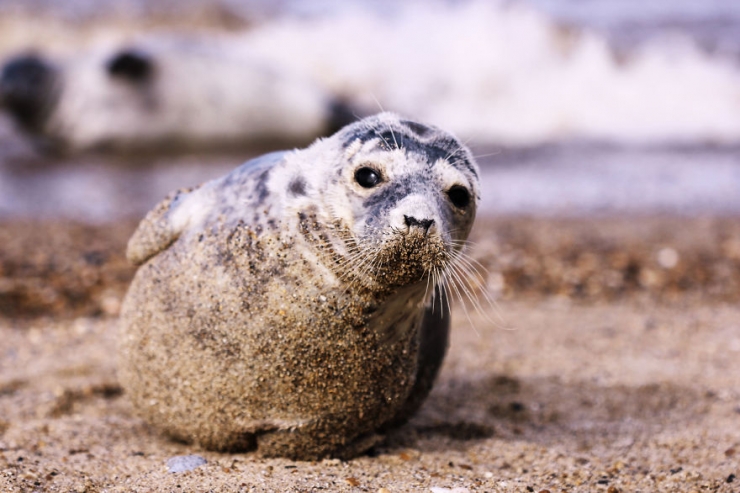 Illustration de l'article : Les yeux dans les yeux : 12 photos de face-&agrave;-face avec les animaux par Signefotar