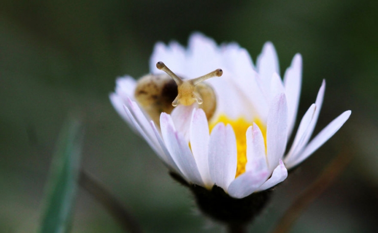 Illustration de l'article : Les yeux dans les yeux : 12 photos de face-&agrave;-face avec les animaux par Signefotar