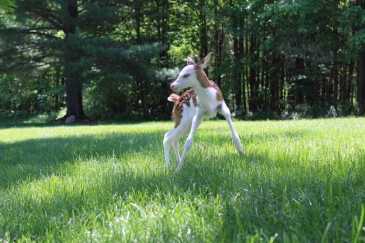 Illustration de l'article : Voici Dragon, un magnifique faon au visage blanc