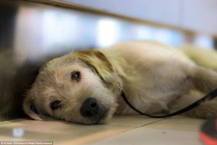 Illustration de l'article : En donnant une simple boulette de viande à un chien errant, il ne s’imaginait pas que ça changerait sa vie...