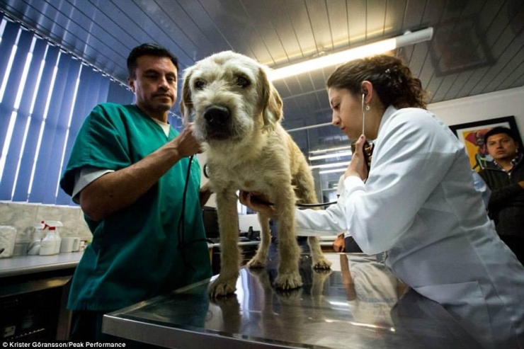 Illustration de l'article : En donnant une simple boulette de viande à un chien errant, il ne s’imaginait pas que ça changerait sa vie...