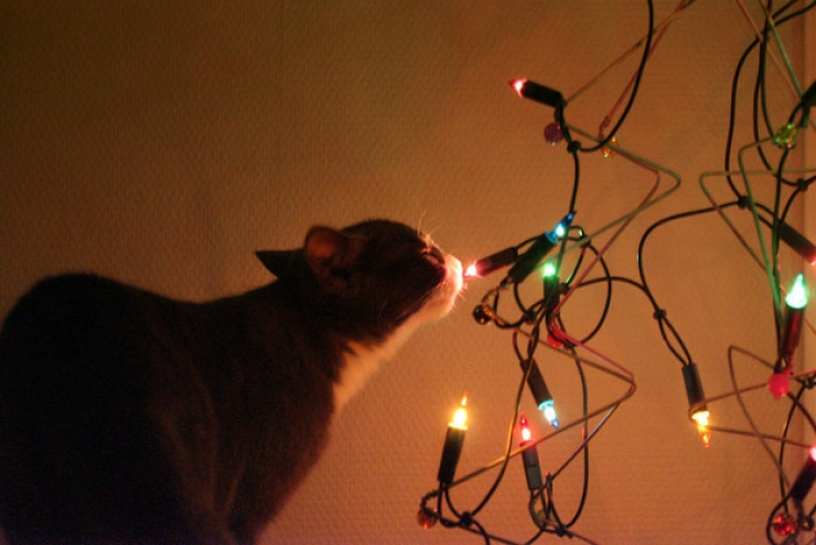 Illustration de l'article : Ces 19 chats se fondent parfaitement dans les décorations de Noël... Le 10 est sublime !