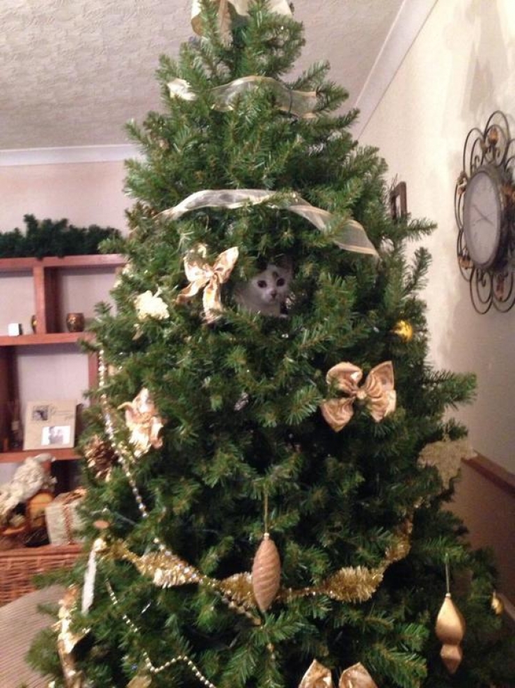 Illustration de l'article : Ces 19 chats se fondent parfaitement dans les décorations de Noël... Le 10 est sublime !